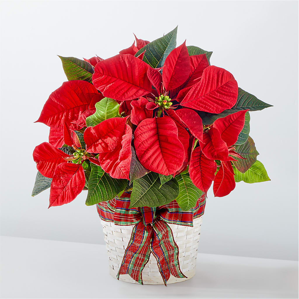 Happiest Holidays Poinsettia – Flowers By Design, Midland TX