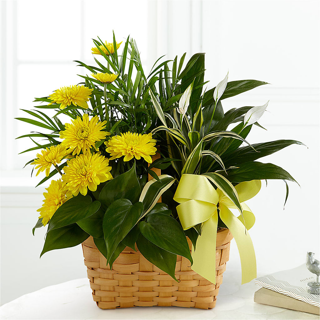 Loving Light Dishgarden – Flowers By Design, Midland TX