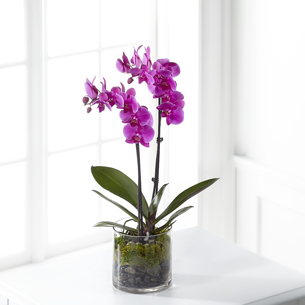 Pink Orchid Plant – Flowers By Design, Midland TX