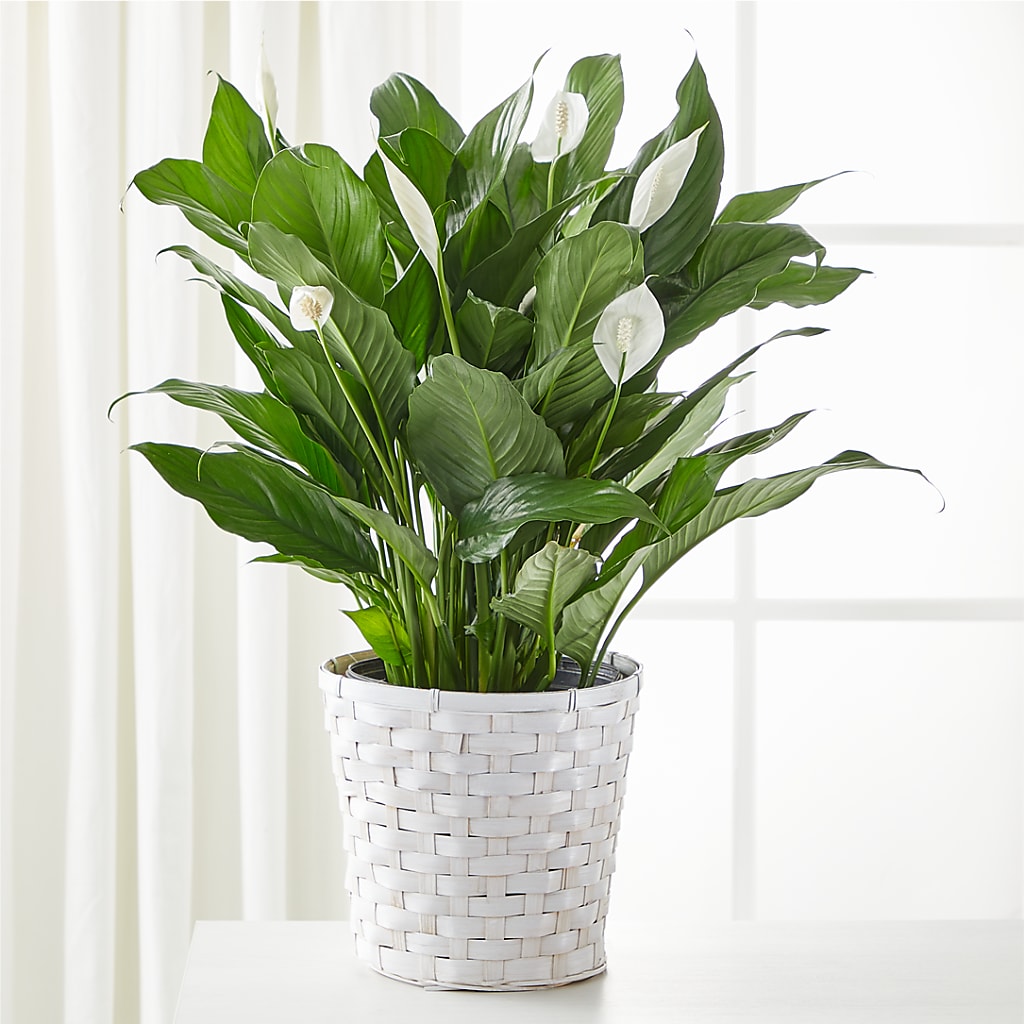 A New Leaf Peace Lily – Flowers By Design, Midland TX