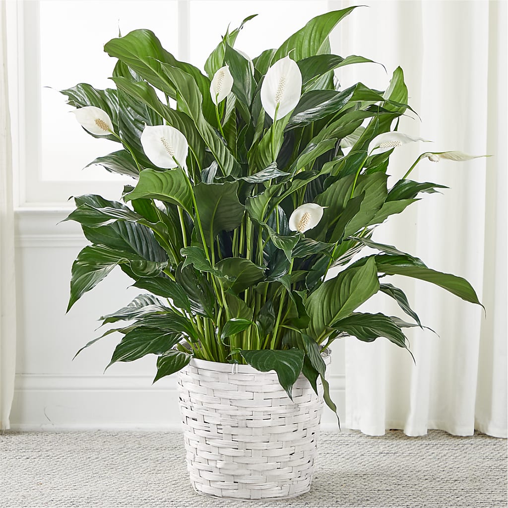 A New Leaf Peace Lily – Flowers By Design, Midland TX