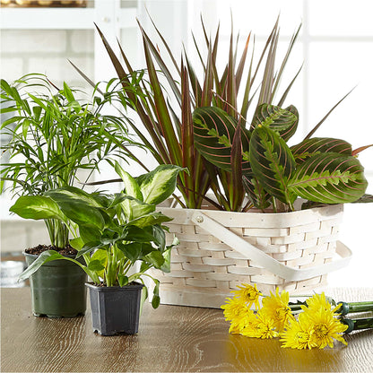 Florist Designed Blooming and Green Plants in a Basket –  Flowers By Design, Midland TX