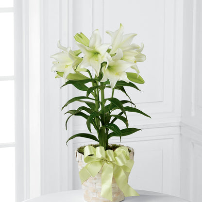 Easter Lily Plant –  Flowers By Design, Midland TX