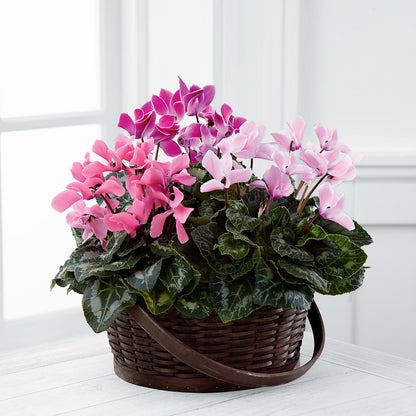 Mixed Cyclamen Planter –  Flowers By Design, Midland TX