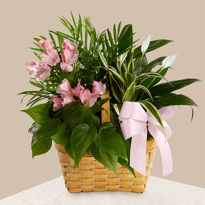 Living Spirit Dishgarden –  Flowers By Design, Midland TX