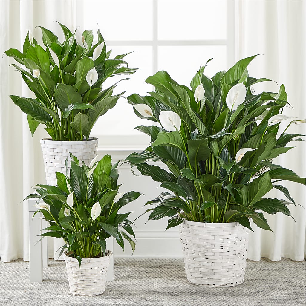A New Leaf Peace Lily –  Flowers By Design, Midland TX