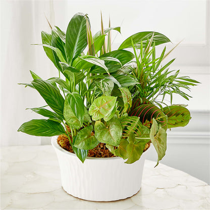 Balance & Harmony Dishgarden –  Flowers By Design, Midland TX